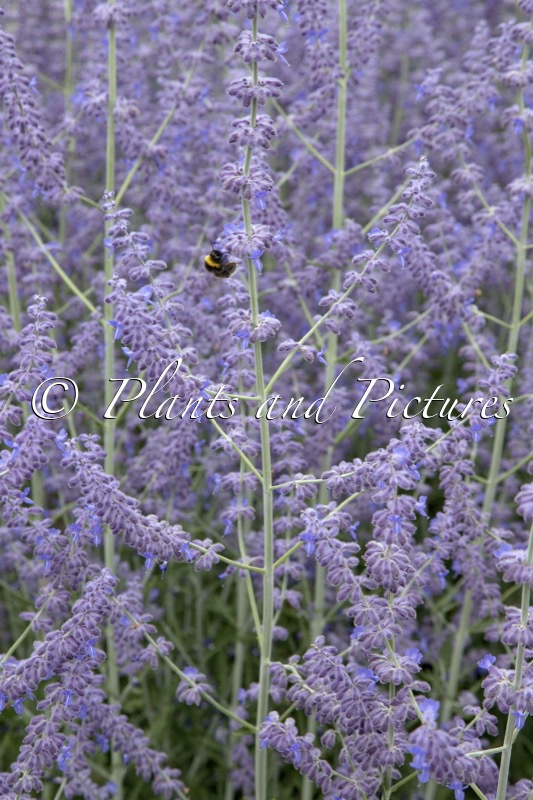 Perovskia atriplicifolia ‘Kuperba’ (BLUE ARROW)