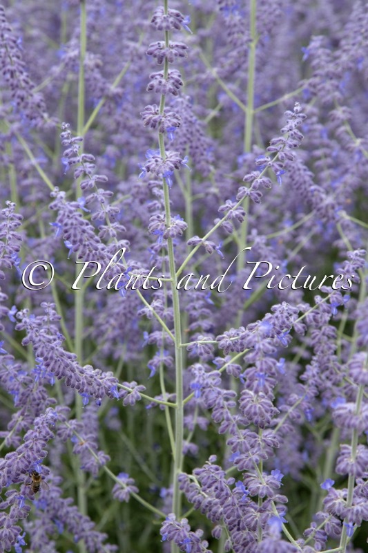 Perovskia atriplicifolia ‘Kuperba’ (BLUE ARROW)