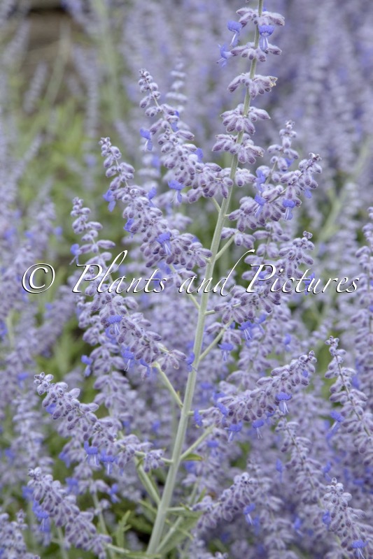 Perovskia atriplicifolia ‘Lisslitt’ (LACEY BLUE)