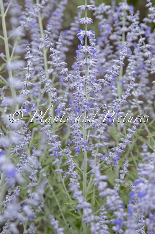 Perovskia atriplicifolia ‘Lisslitt’ (LACEY BLUE)