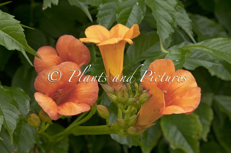 Campsis tagliabuana ‘Kudian’ (INDIAN SUMMER)