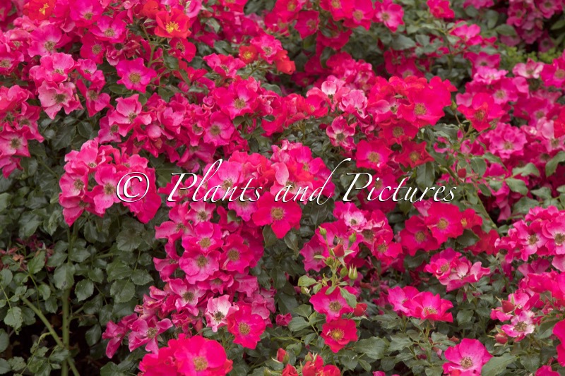 Rosa ‘Tan01406’ (LIPSTICK)