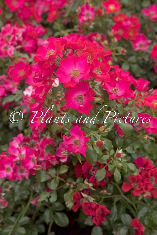 Rosa ‘Tan01406’ (LIPSTICK)