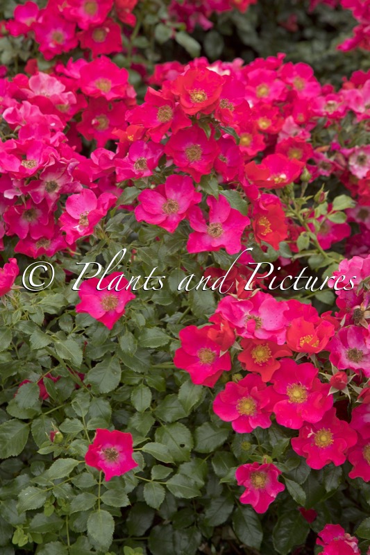 Rosa ‘Tan01406’ (LIPSTICK)