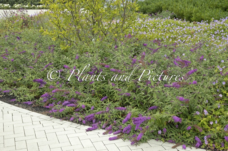 Buddleja ‘Podaras 10’ (FREE PETITE DARK PINK)