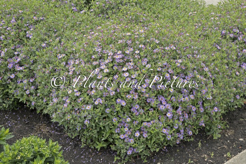 Aster ageratoides ‘Bocosir’ (SIRIUS)