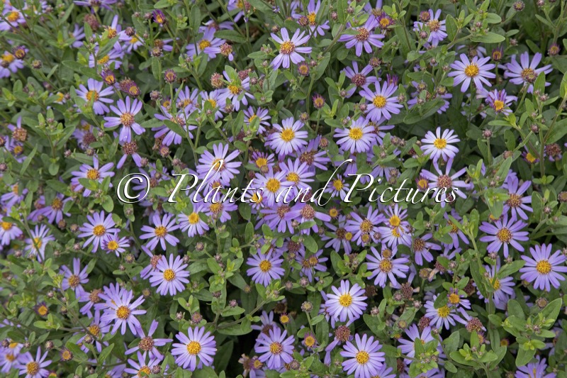 Aster ageratoides ‘Bocosir’ (SIRIUS)