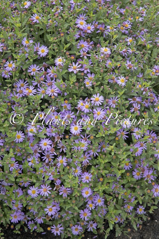 Aster ageratoides ‘Bocosir’ (SIRIUS)