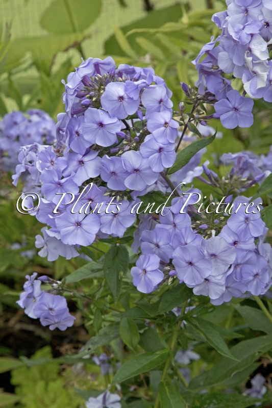 Phlox ‘Donau’