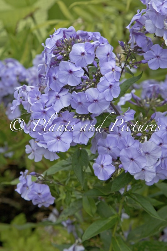 Phlox ‘Donau’