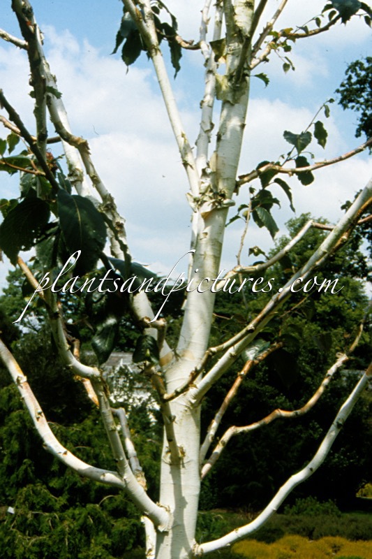 Betula utilis ‘Grayswood Ghost’