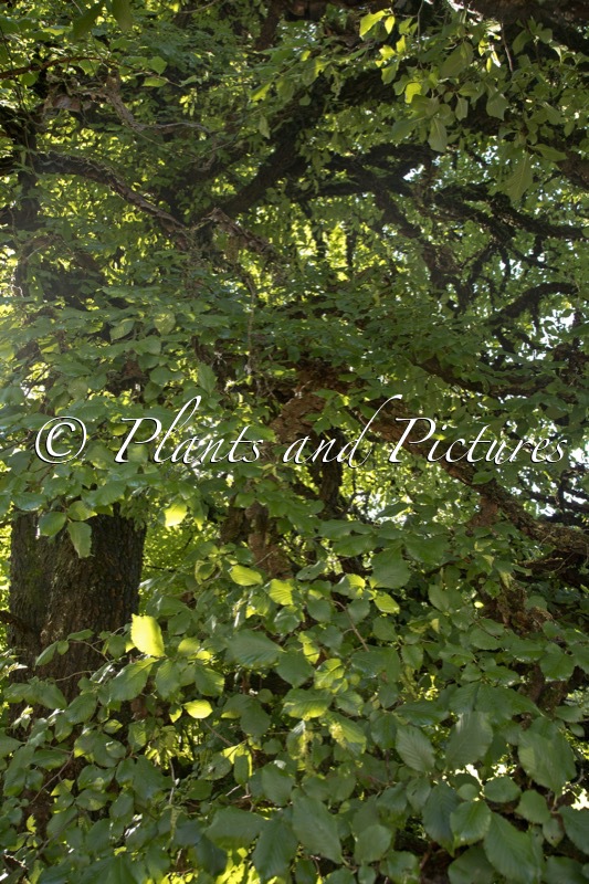 Ulmus minor var. suberosa