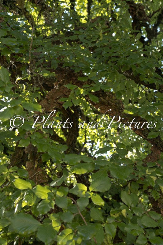 Ulmus minor var. suberosa