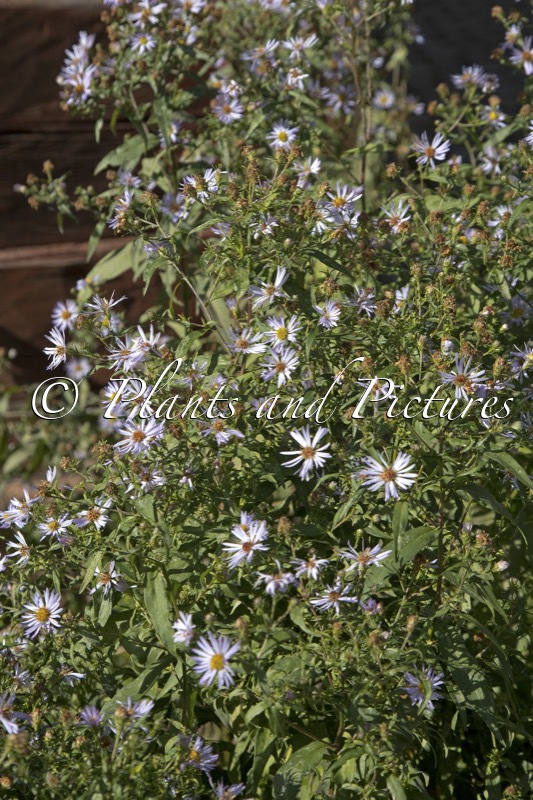 Aster amellus ‘Axel Tallner’