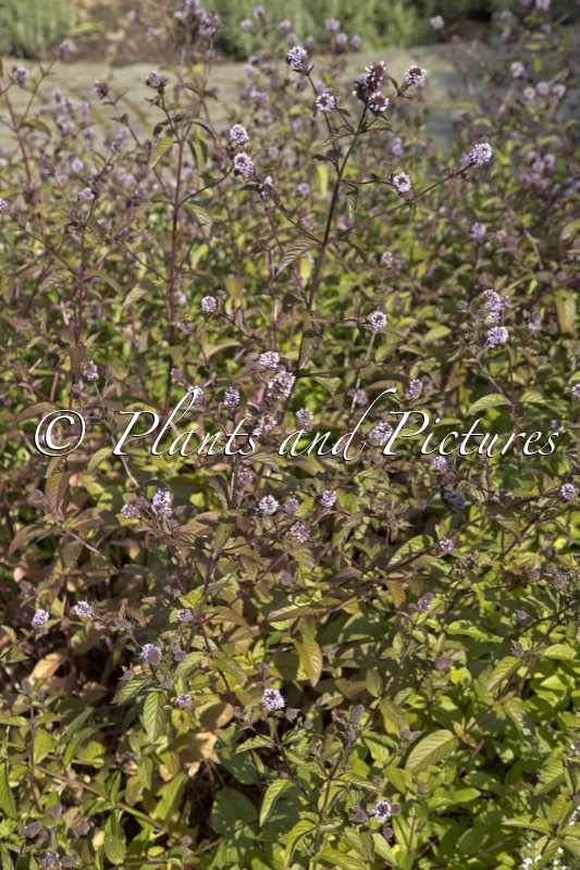 Mentha piperita