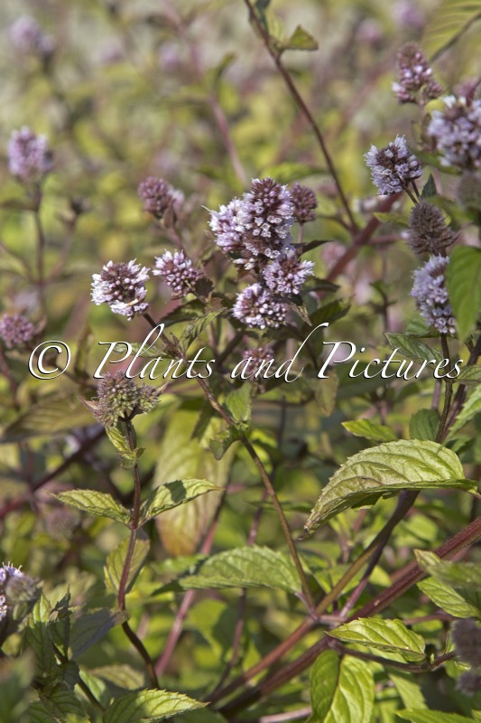 Mentha piperita