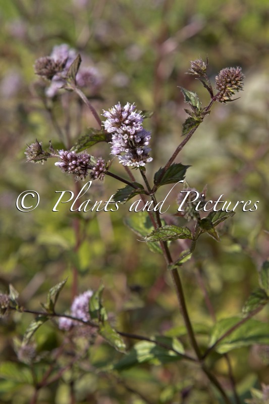 Mentha piperita