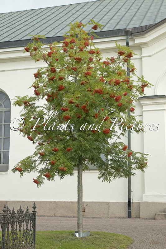 Sorbus ulleungensis ‘Dodong’