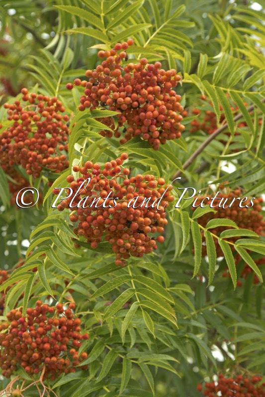 Sorbus ulleungensis ‘Dodong’