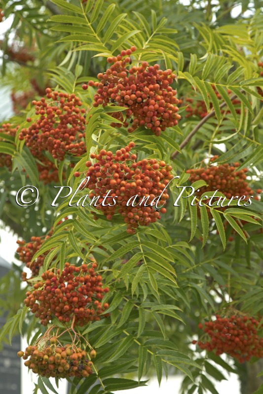 Sorbus ulleungensis ‘Dodong’