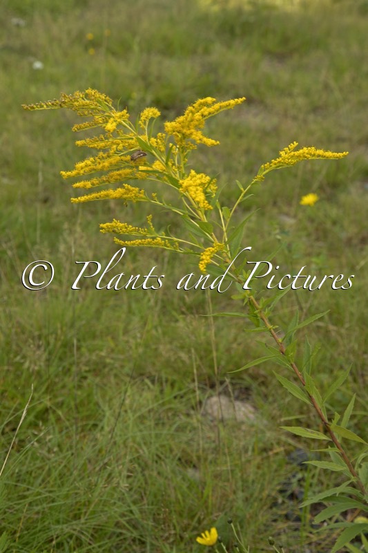 Solidago canadensis