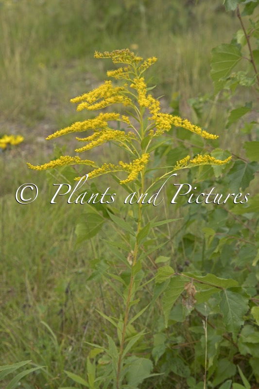 Solidago canadensis
