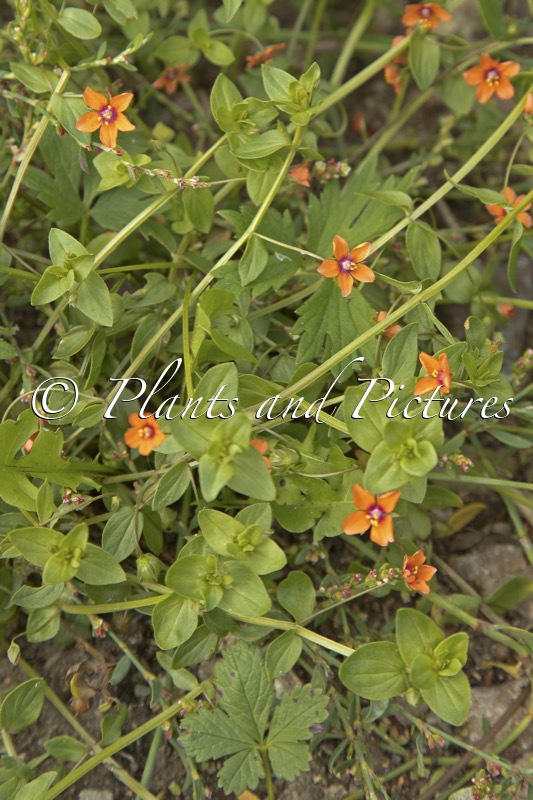Anagallis arvensis