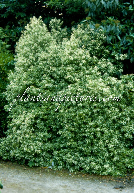 Pittosporum tenuifolium ‘Irene Paterson’