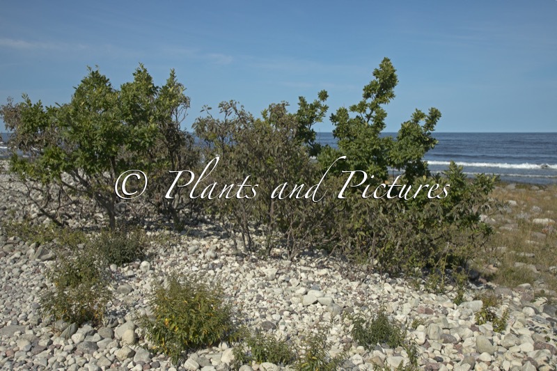 Sorbus intermedia (+Quercus robur)