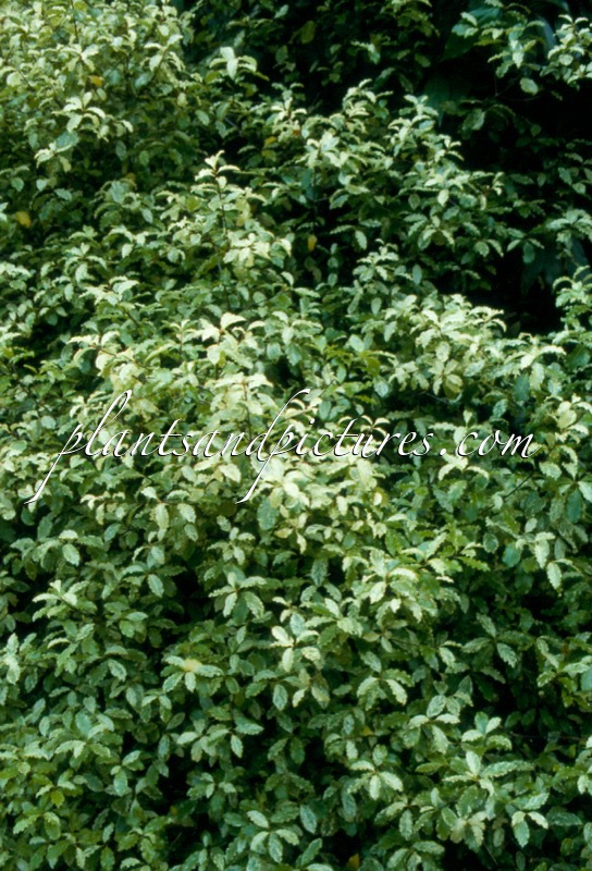 Pittosporum tenuifolium ‘Irene Paterson’