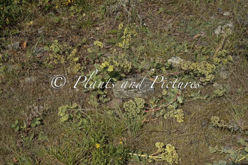 Sedum telephium subsp. maximum