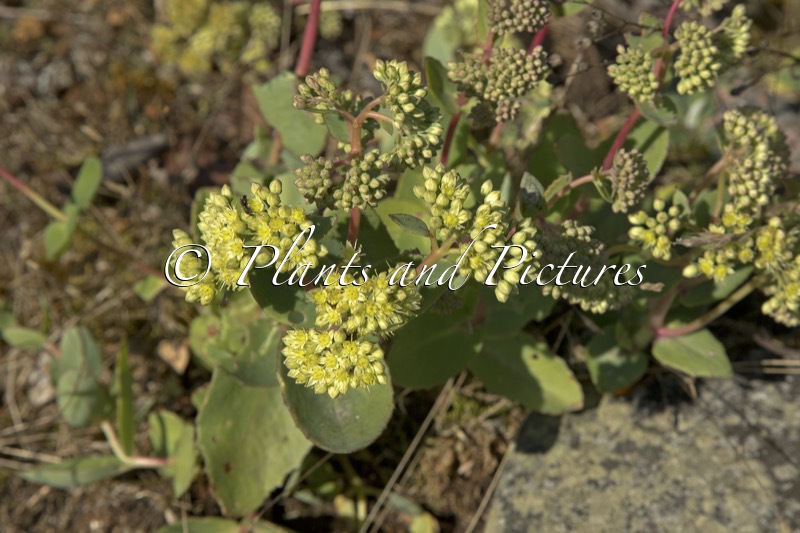 Sedum telephium subsp. maximum
