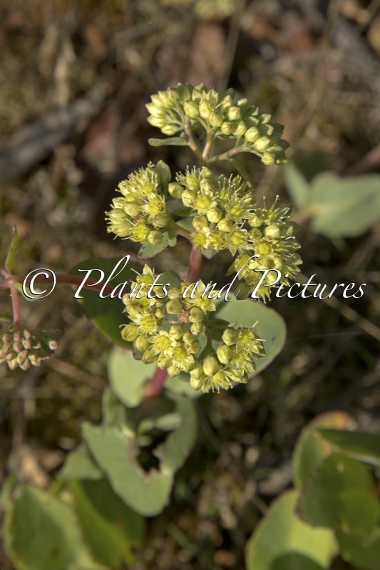 Sedum telephium subsp. maximum