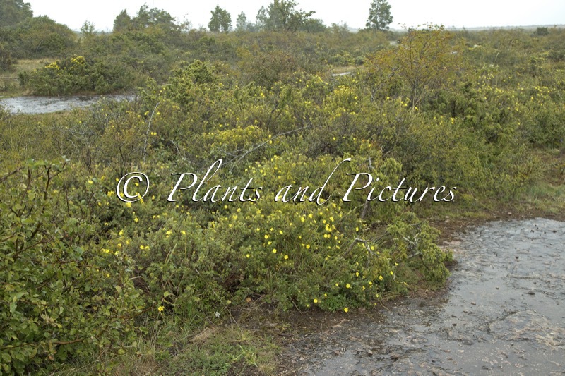 Potentilla fruticosa