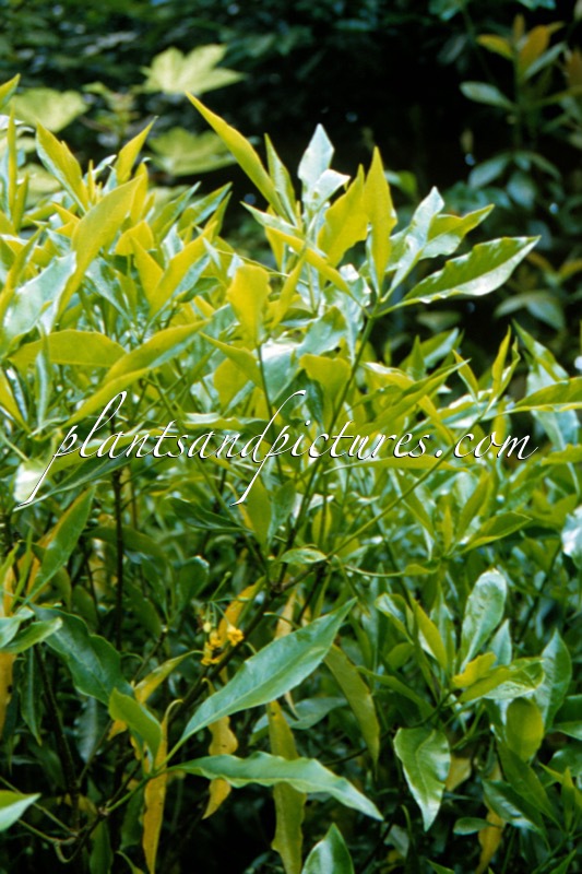 Pittosporum omeiense