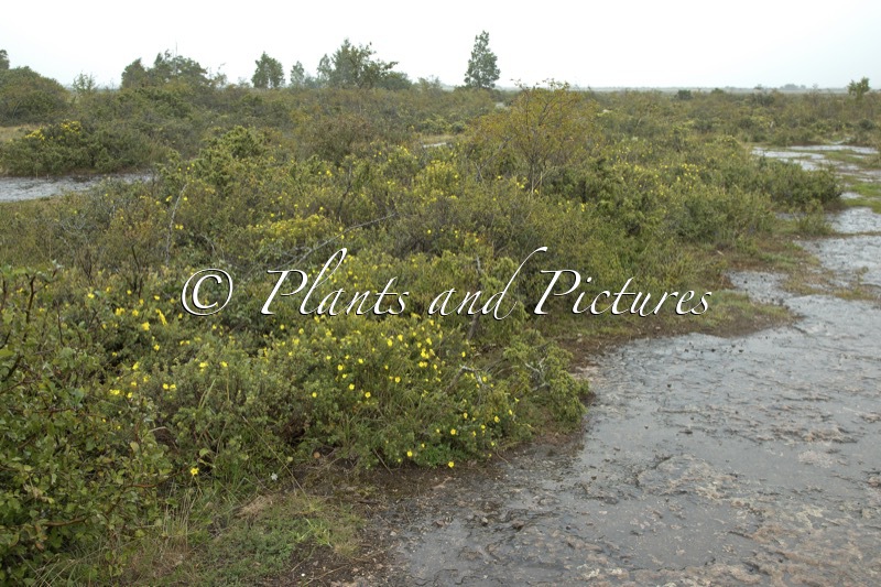 Potentilla fruticosa