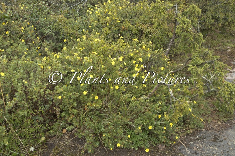Potentilla fruticosa