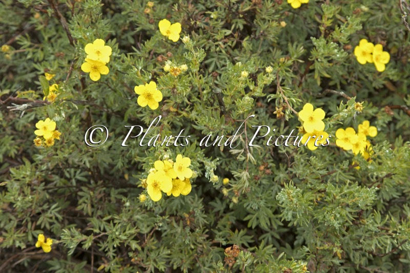 Potentilla fruticosa