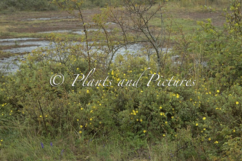 Potentilla fruticosa