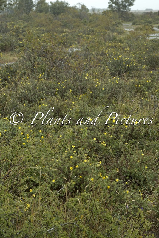 Potentilla fruticosa
