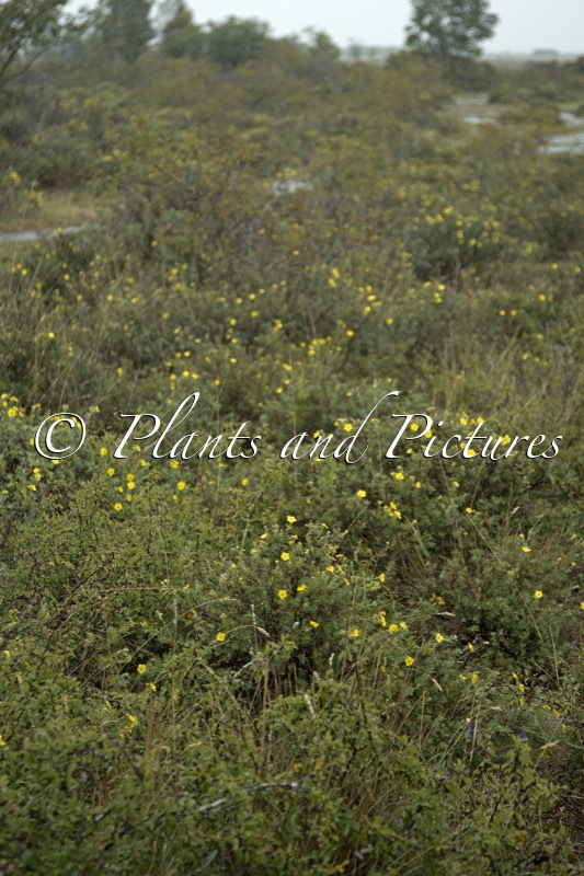 Potentilla fruticosa