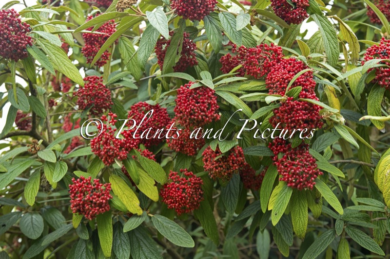 Viburnum rhytidophyllum