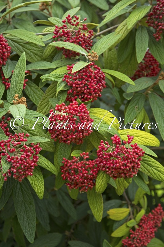 Viburnum rhytidophyllum