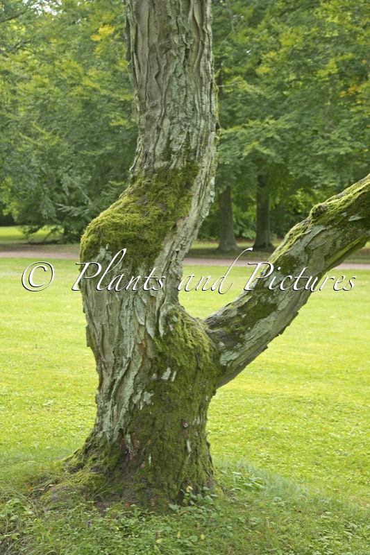 Robinia pseudoacacia