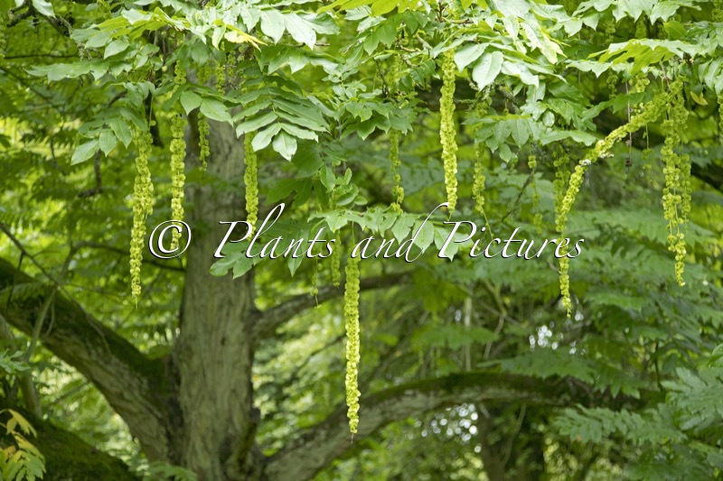 Pterocarya fraxinifolia