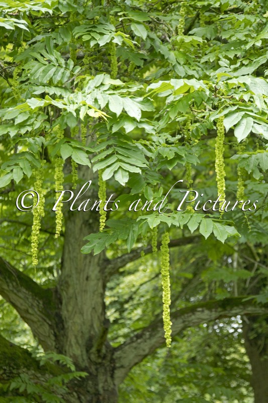 Pterocarya fraxinifolia