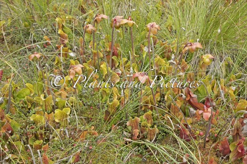 Sarracenia