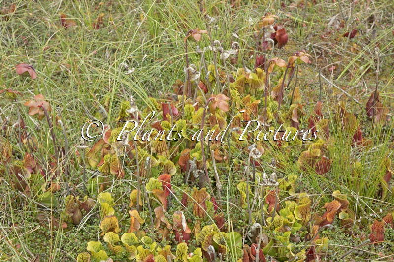 Sarracenia