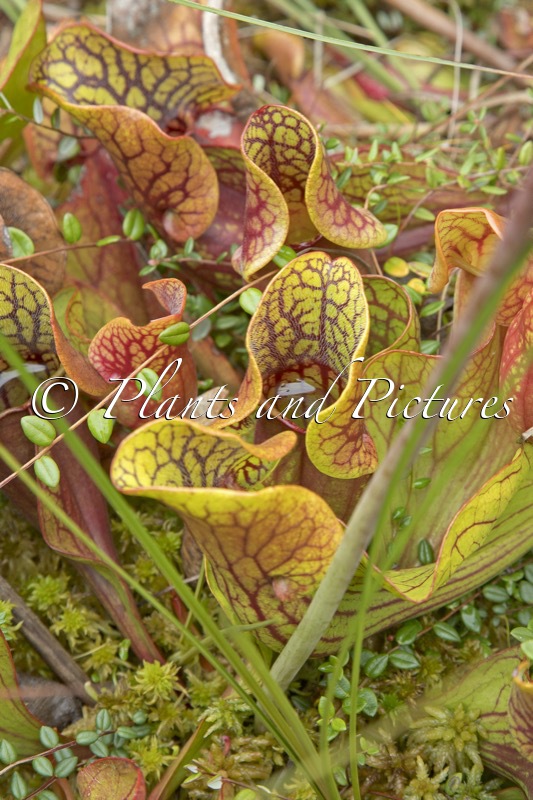 Sarracenia