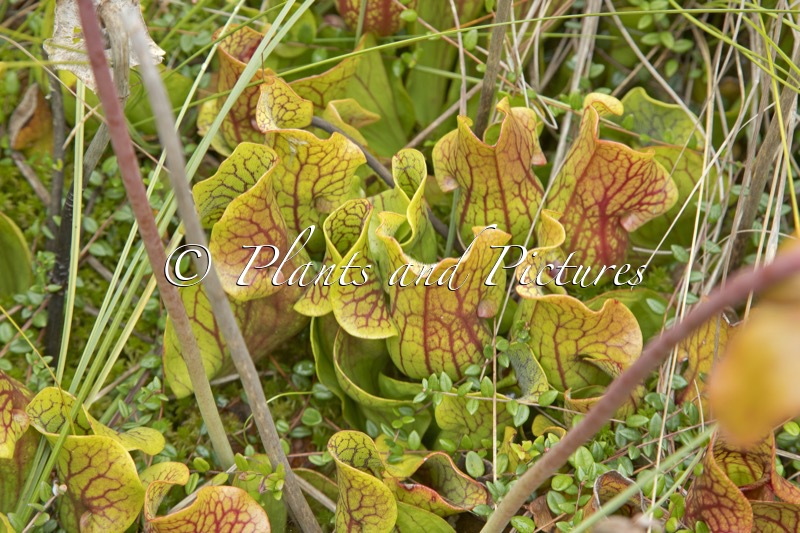 Sarracenia